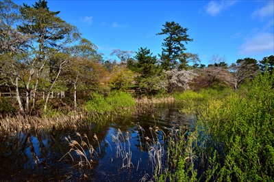 1314_芦野公園_青森
