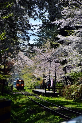1315_芦野公園_青森
