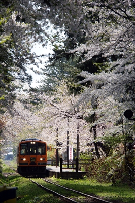 1318_芦野公園_青森