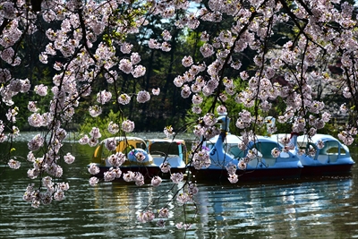 1320_芦野公園_青森
