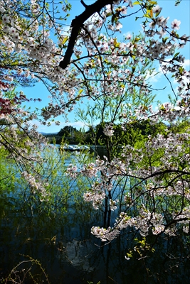 1322_芦野公園_青森