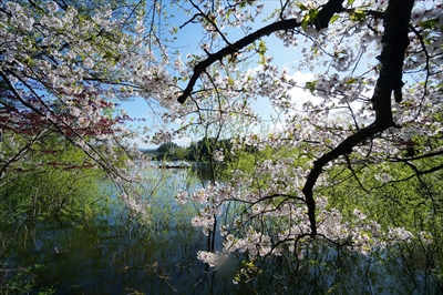 1323_芦野公園_青森