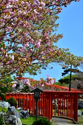 1390_高山稲荷神社_青森