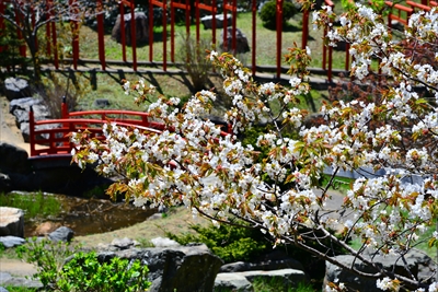 1392_高山稲荷神社_青森