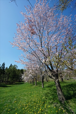 1060_上磯ダム公園_北海道