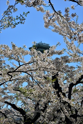 1071_函館五稜郭公園_北海道