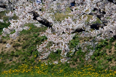 1076_函館五稜郭公園_北海道