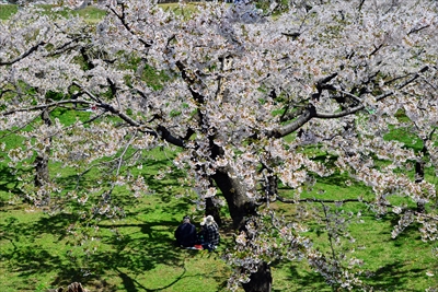 1078_函館五稜郭公園_北海道