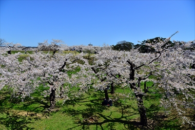 1080_函館五稜郭公園_北海道
