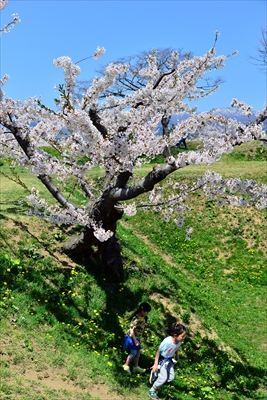 函館五稜郭公園_北海道