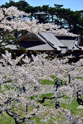 1085_函館五稜郭公園_北海道