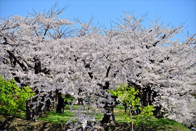 1087_函館五稜郭公園_北海道