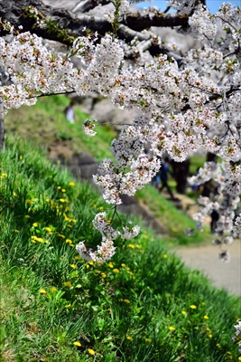1088_函館五稜郭公園_北海道