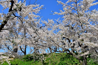 1089_函館五稜郭公園_北海道