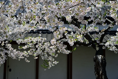 函館五稜郭公園_北海道