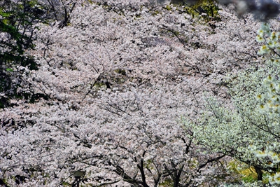 1023_三ッ池公園_神奈川