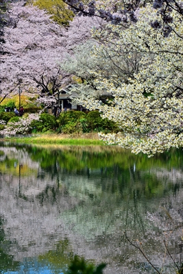 1025_三ッ池公園_神奈川