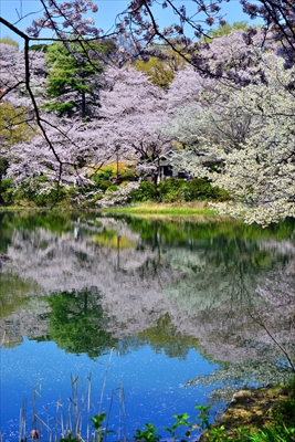 1026_三ッ池公園_神奈川