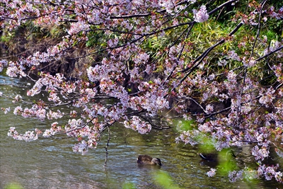 三ッ池公園_神奈川