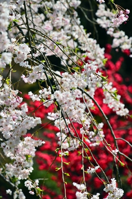 1031_三ッ池公園_神奈川