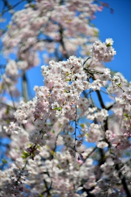 1032_三ッ池公園_神奈川