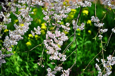 1033_三ッ池公園_神奈川