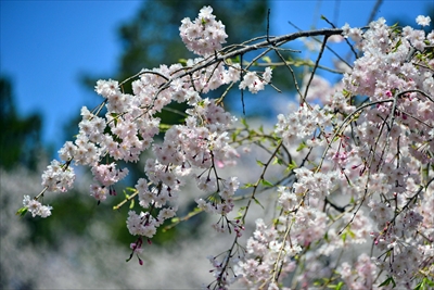 1034_三ッ池公園_神奈川