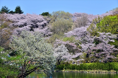 1039_三ッ池公園_神奈川