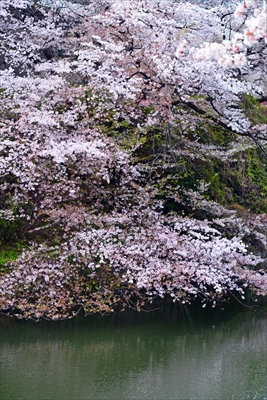 1089_千鳥ヶ淵_東京