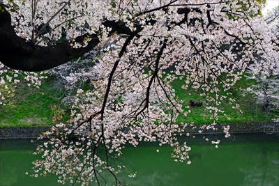 1090_千鳥ヶ淵_東京