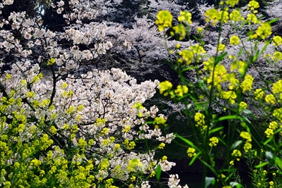 1093_千鳥ヶ淵_東京