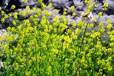 1094_千鳥ヶ淵_東京