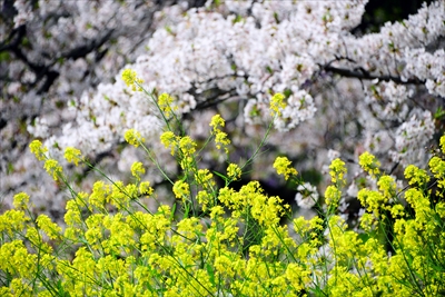 1095_千鳥ヶ淵_東京