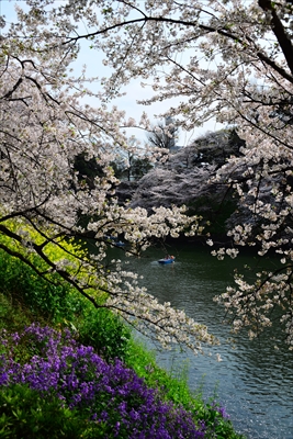 1098_千鳥ヶ淵_東京