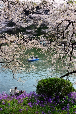 1099_千鳥ヶ淵_東京