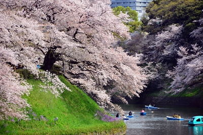 1104_千鳥ヶ淵_東京
