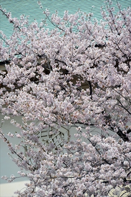 1020_靖国神社_東京