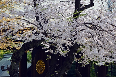 1022_靖国神社_東京