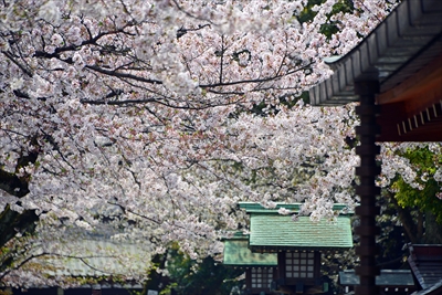 1025_靖国神社_東京