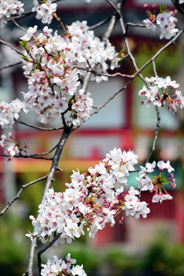 1060_浅草寺_東京