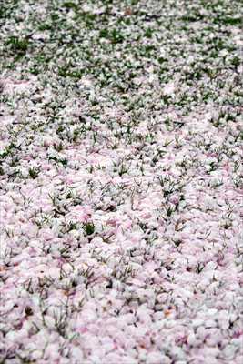 1047_日本のさくら（素材）_日本