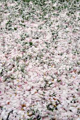 1048_日本のさくら（素材）_日本