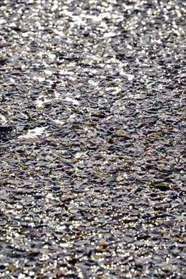 1049_日本のさくら（素材）_日本