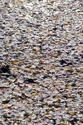 1050_日本のさくら（素材）_日本