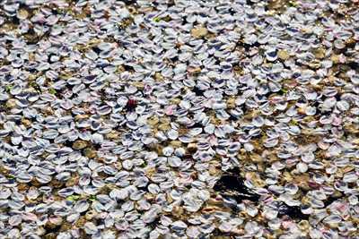 1051_日本のさくら（素材）_日本