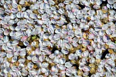 1052_日本のさくら（素材）_日本