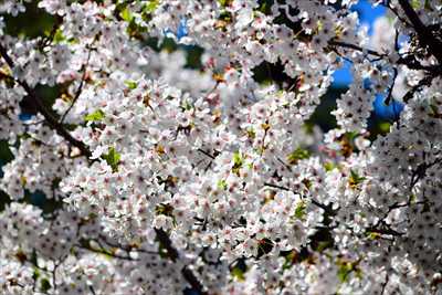 1053_日本のさくら（素材）_日本