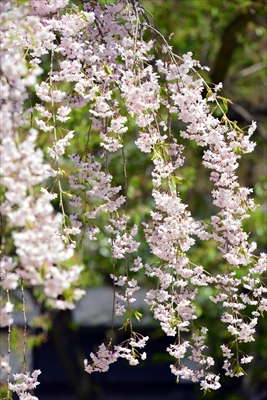 1146_弘前公園_青森