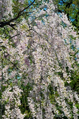 1263_弘前公園_青森