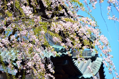 1148_弘前公園_青森